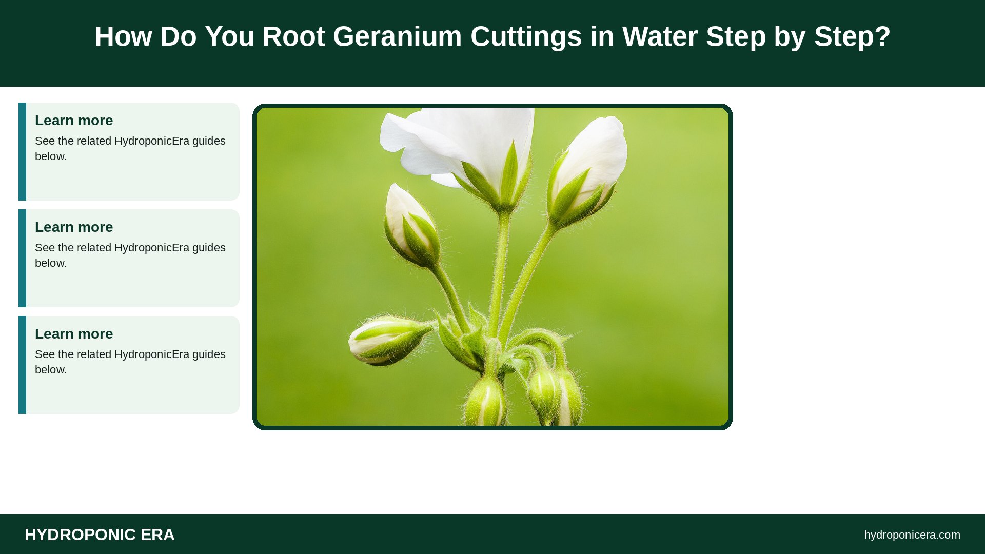 geranium cuttings in water — How Do You Root Geranium Cuttings in Water Step by Step?