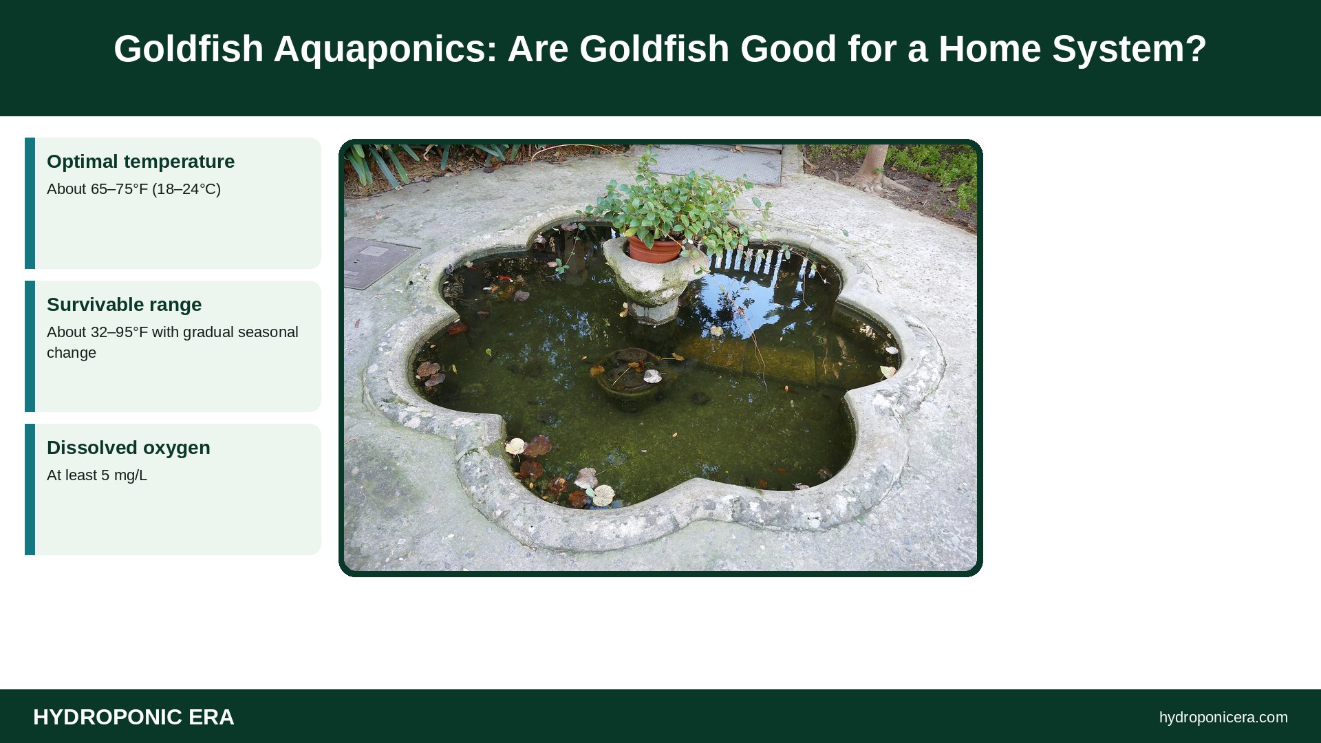 goldfish aquaponics — Goldfish Aquaponics: Are Goldfish Good for a Home System?