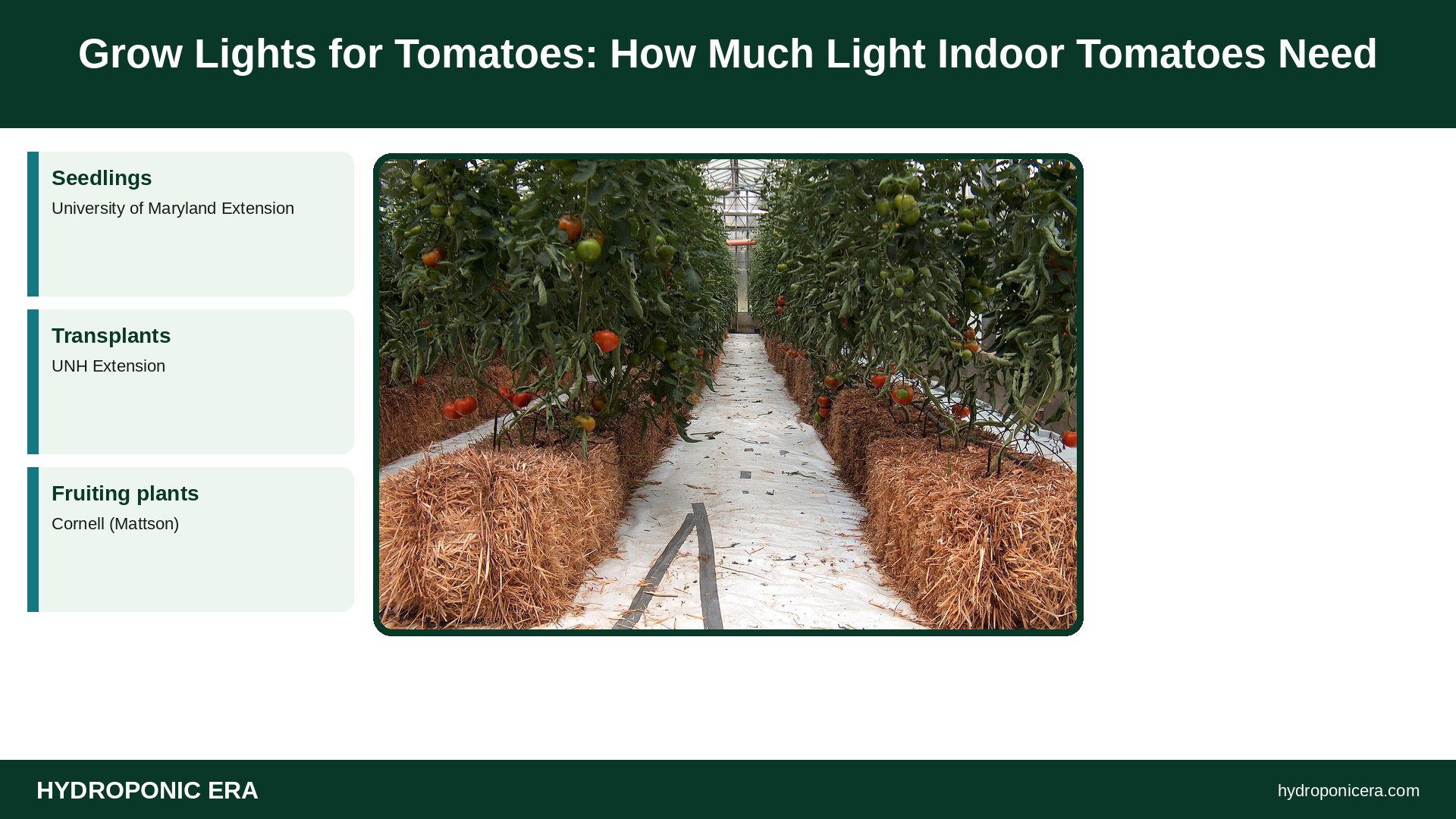 grow lights for tomatoes — Grow Lights for Tomatoes: How Much Light Indoor Tomatoes Need