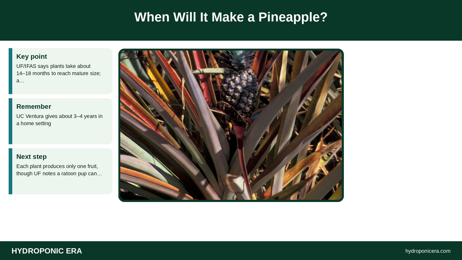 pineapple top in water — When Will It Make a Pineapple?