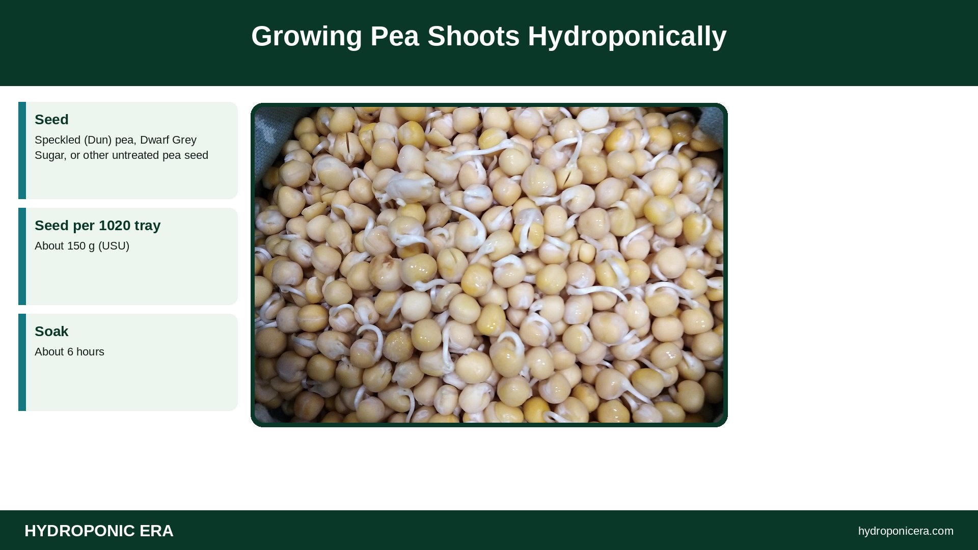 pea shoots — Growing Pea Shoots Hydroponically