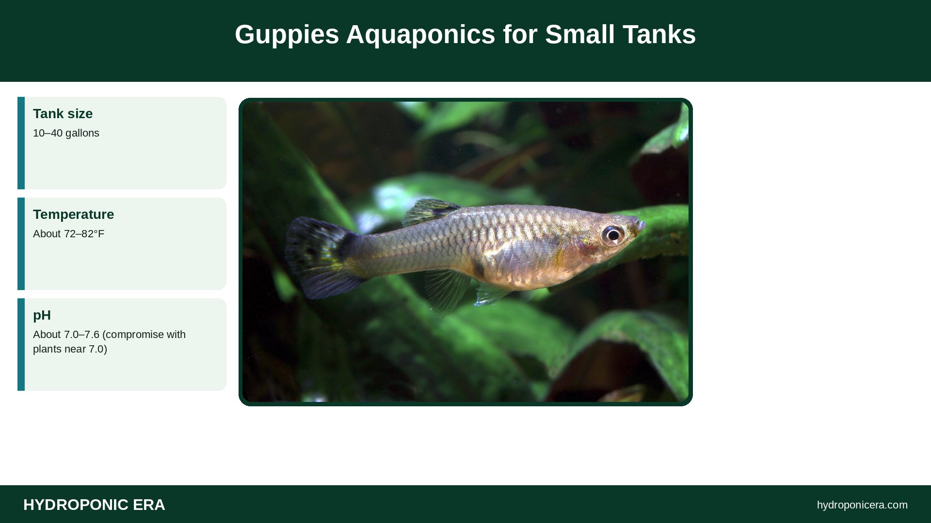 guppies aquaponics — Guppies Aquaponics for Small Tanks