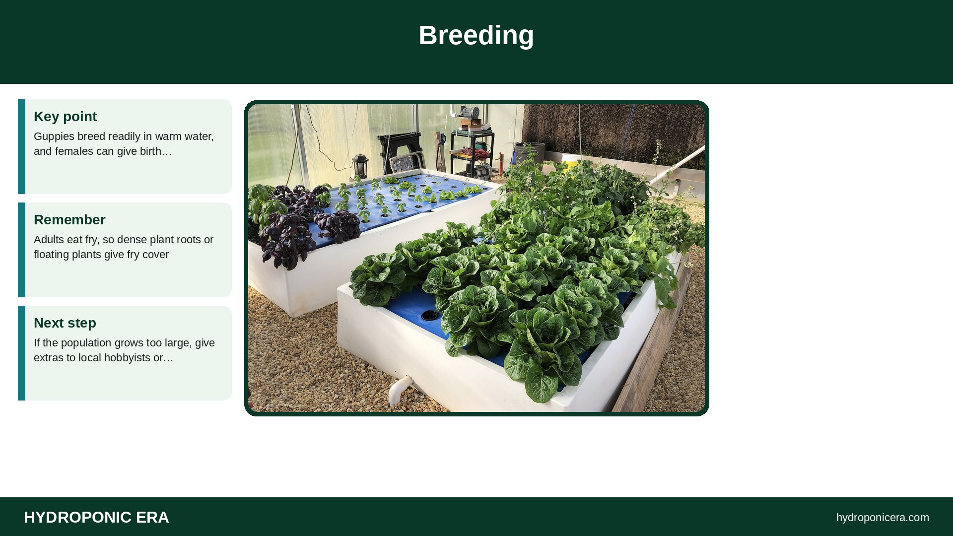 guppies aquaponics — Breeding