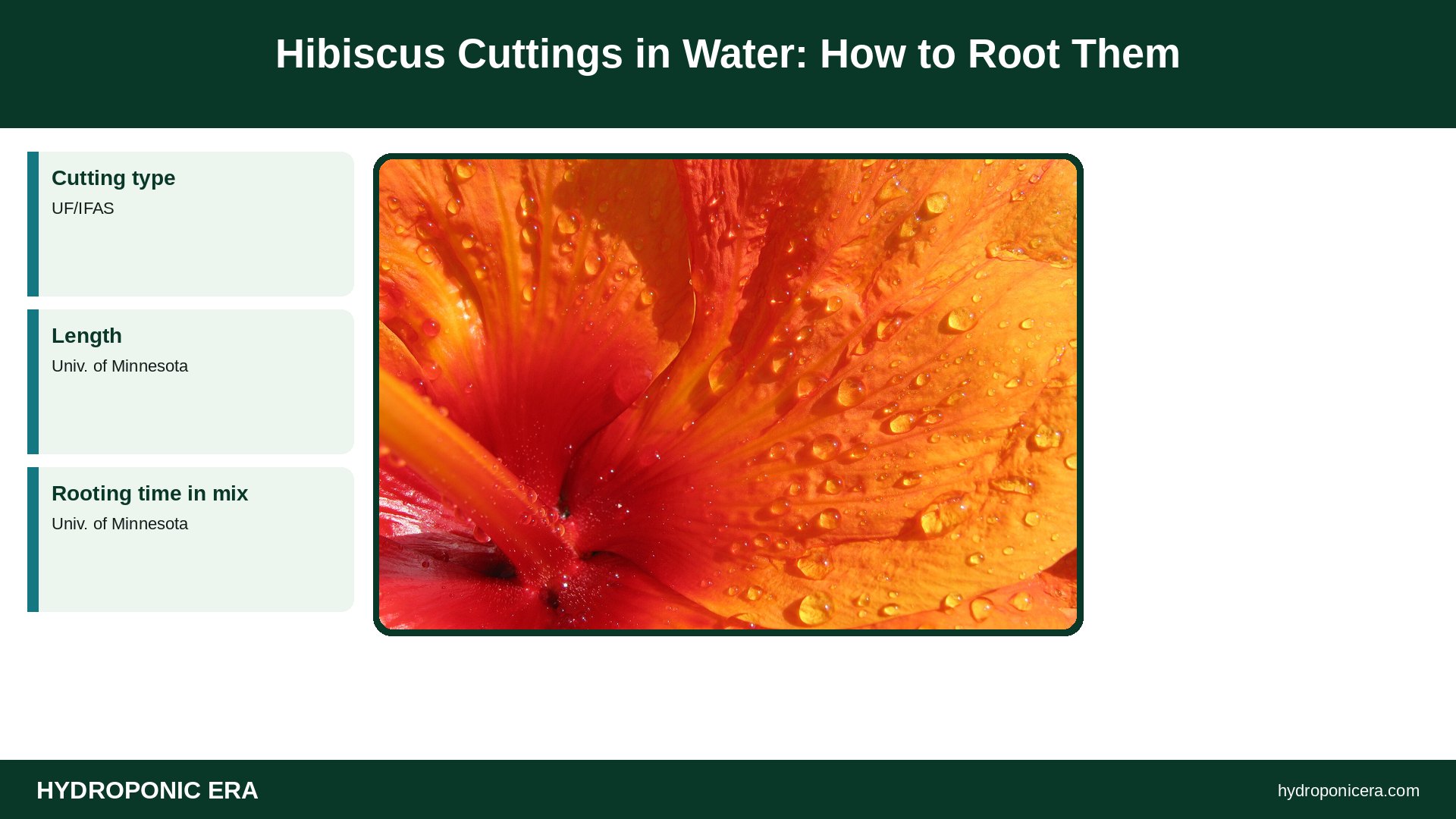 hibiscus cuttings in water — Hibiscus Cuttings in Water: How to Root Them