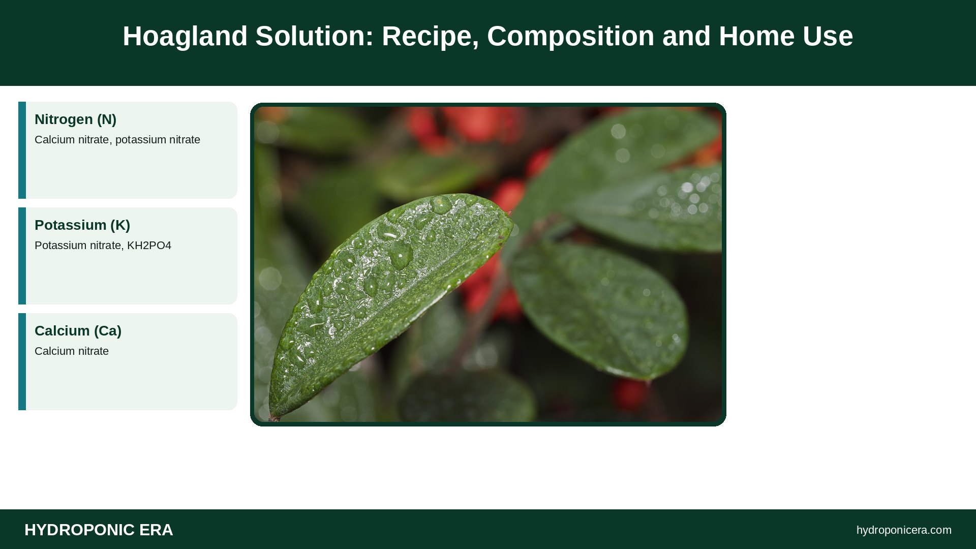 hoagland solution — Hoagland Solution: Recipe, Composition and Home Use