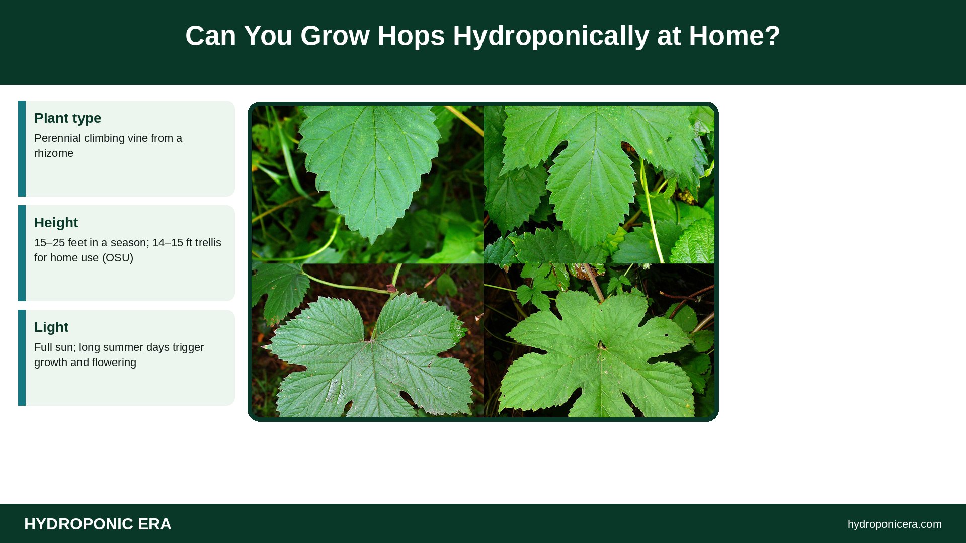 hops — Can You Grow Hops Hydroponically at Home?