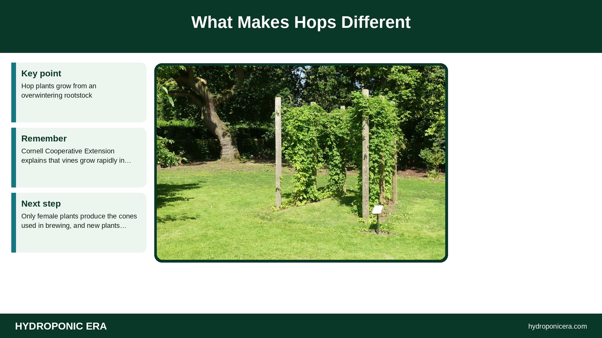 hops — What Makes Hops Different