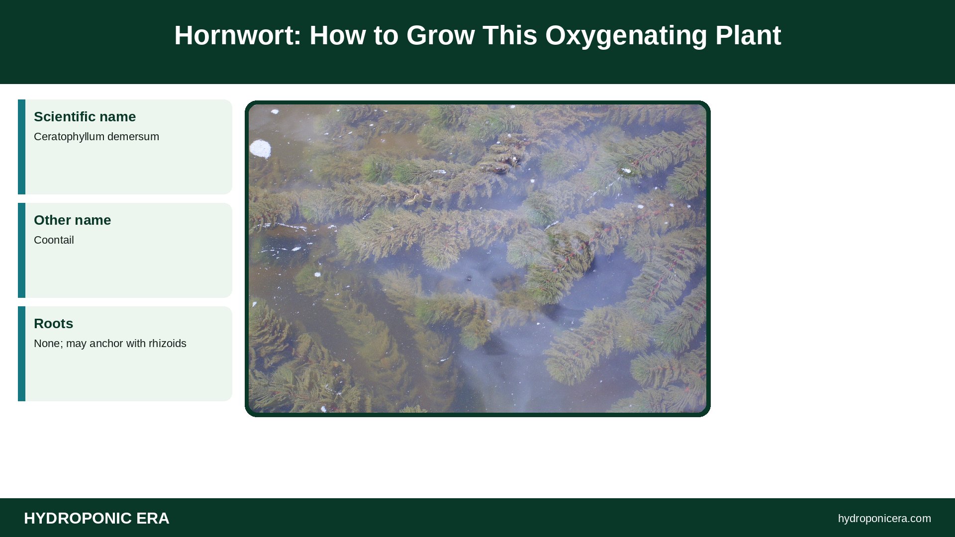 hornwort — Hornwort: How to Grow This Oxygenating Plant