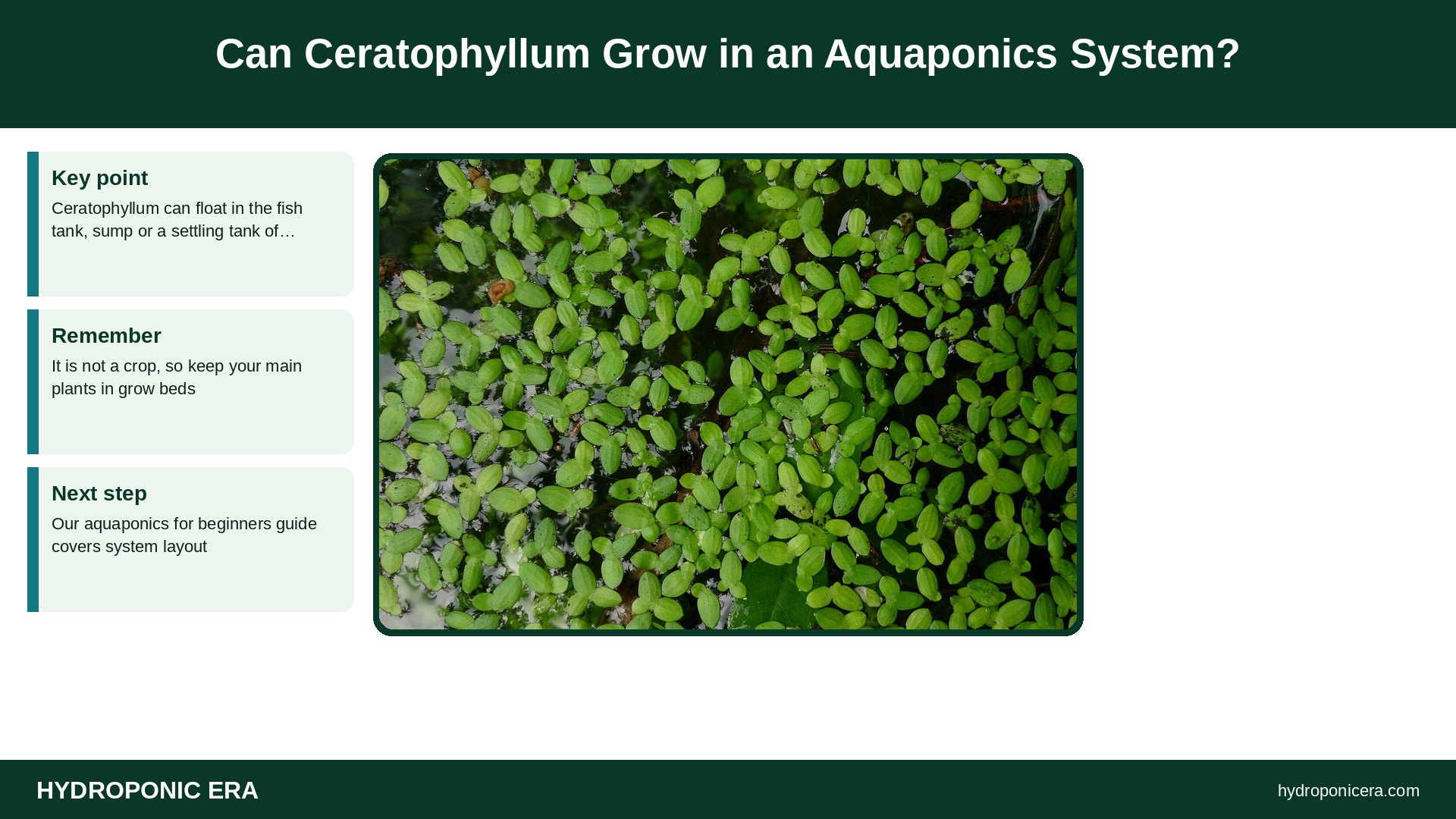 hornwort — Can Ceratophyllum Grow in an Aquaponics System?