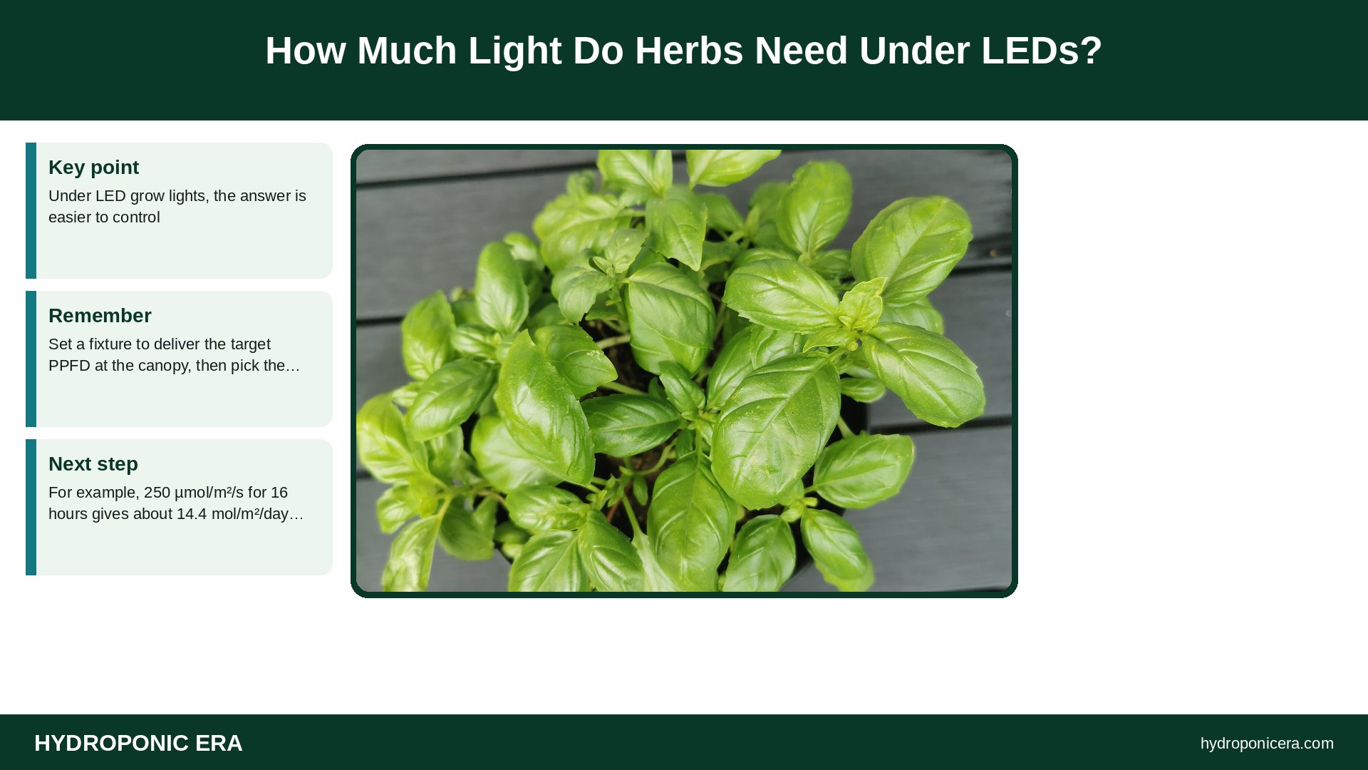 how much light do herbs need — How Much Light Do Herbs Need Under LEDs?