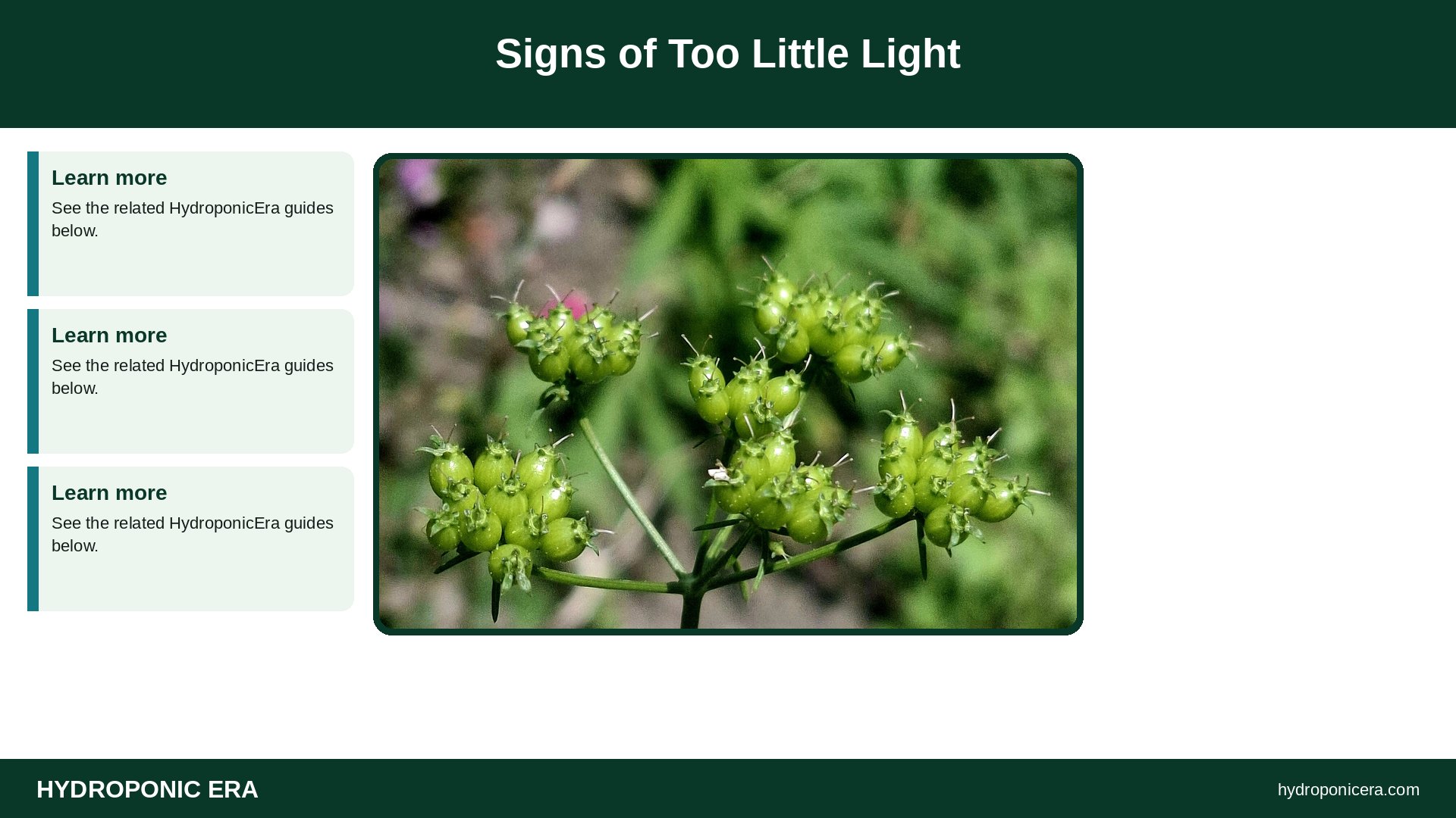 how much light do herbs need — Signs of Too Little Light