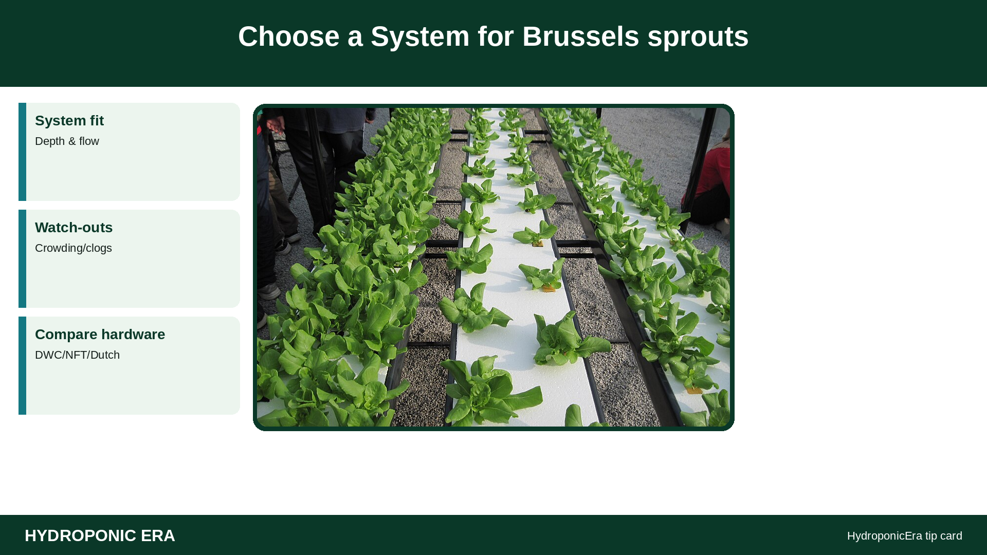 Choose a System for Brussels sprouts — HydroponicEra tip card graphic