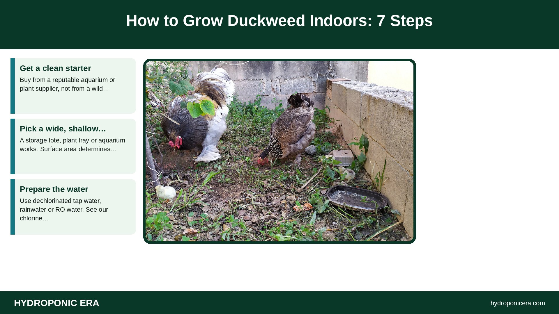 how to grow duckweed — How to Grow Duckweed Indoors: 7 Steps