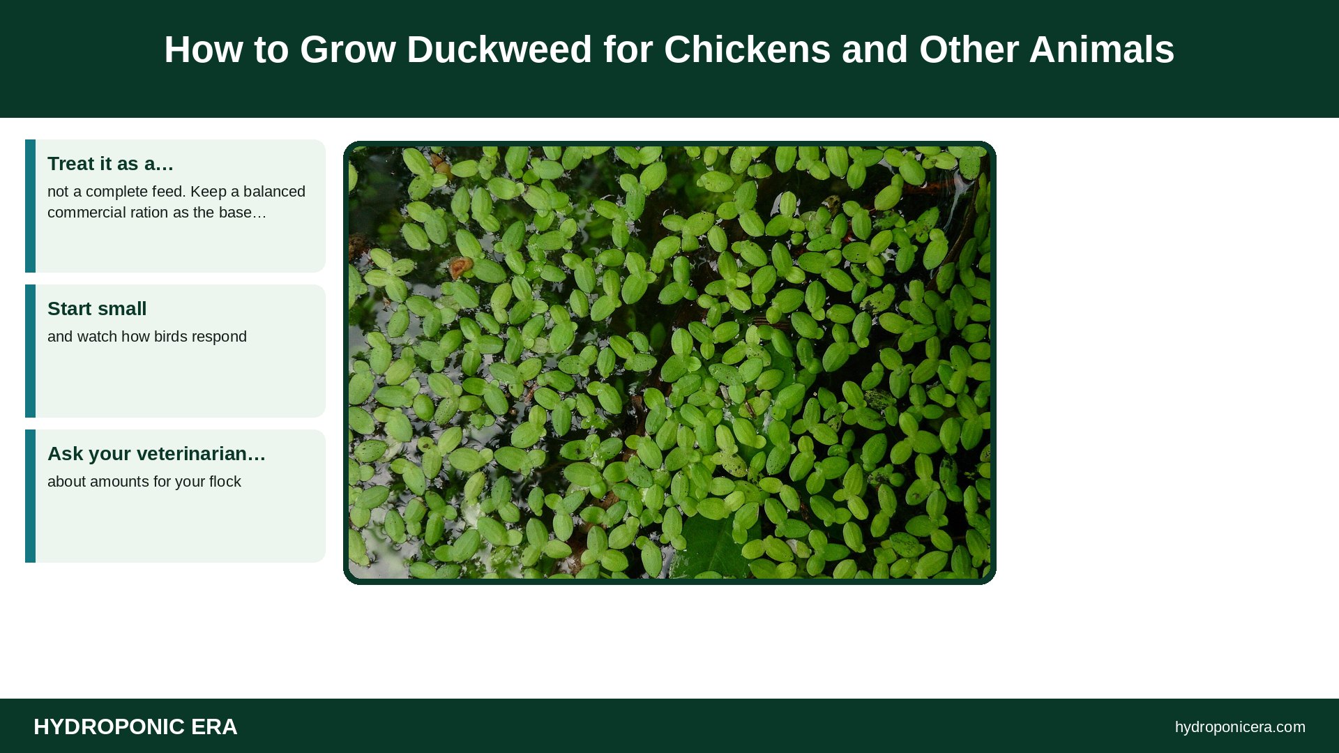 how to grow duckweed — How to Grow Duckweed for Chickens and Other Animals