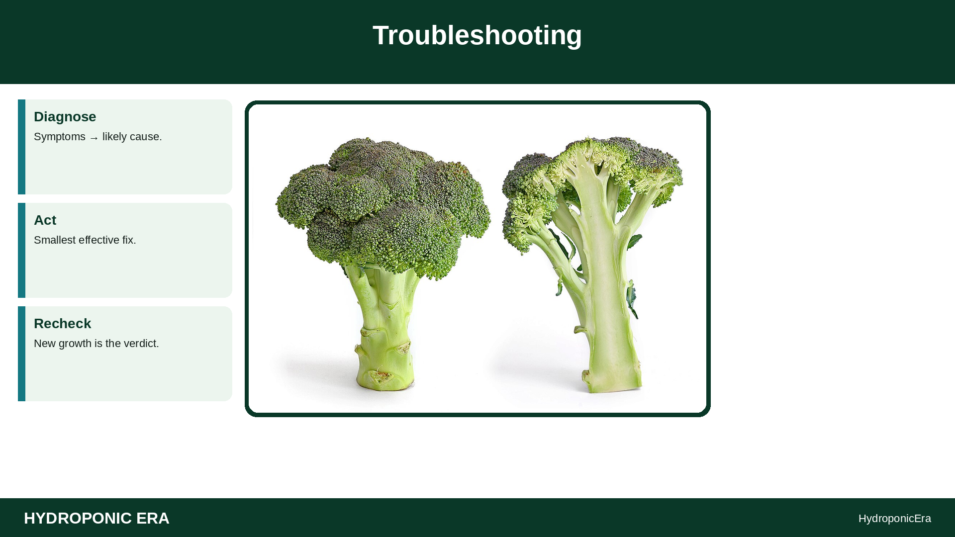grow kohlrabi hydroponically — Troubleshooting