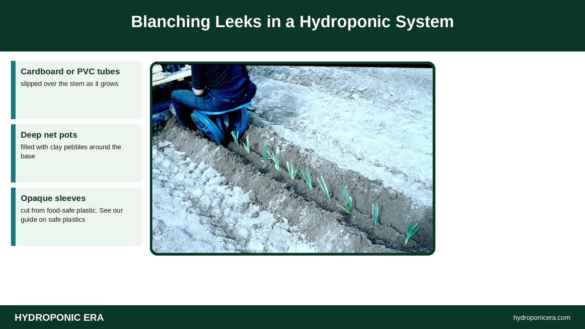 grow leeks hydroponically — Blanching Leeks in a Hydroponic System