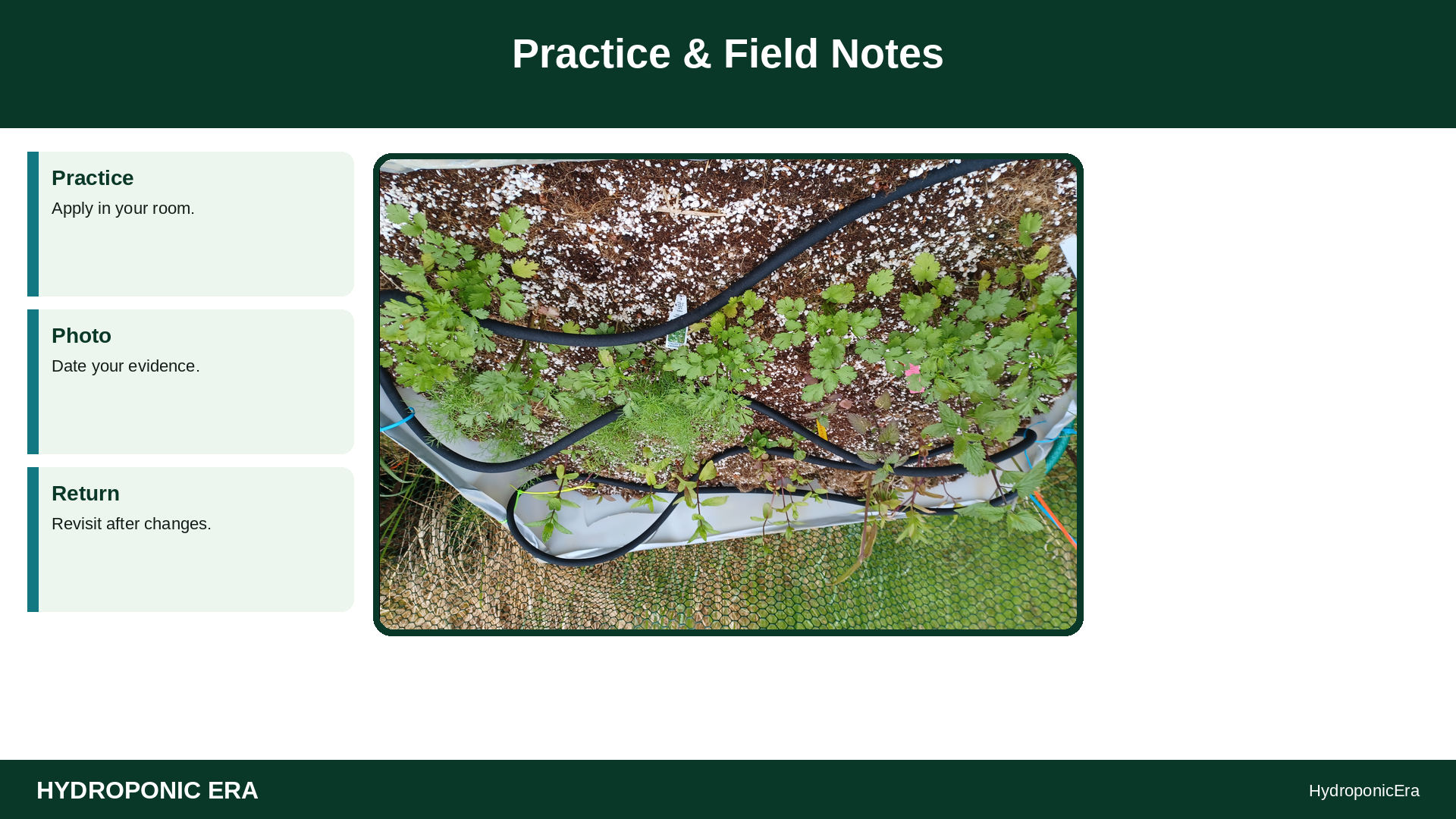 grow lemon verbena hydroponically — Practice & Field Notes