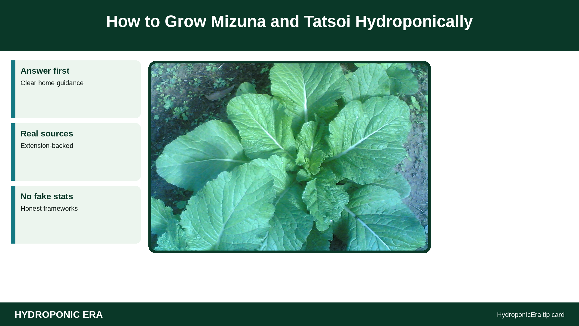 How to Grow Mizuna and Tatsoi Hydroponically — HydroponicEra tip card graphic