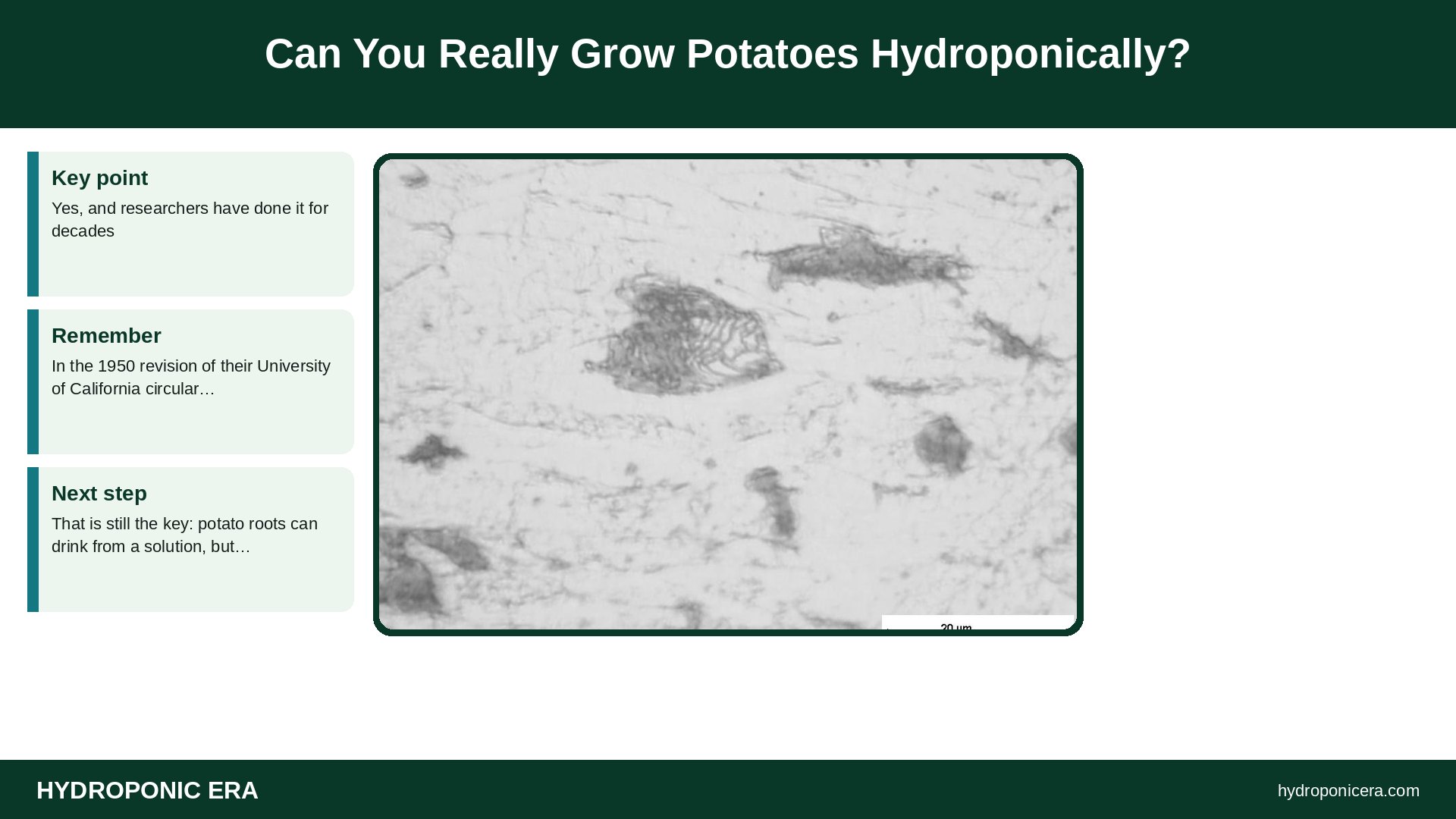 grow potatoes hydroponically — Can You Really Grow Potatoes Hydroponically?