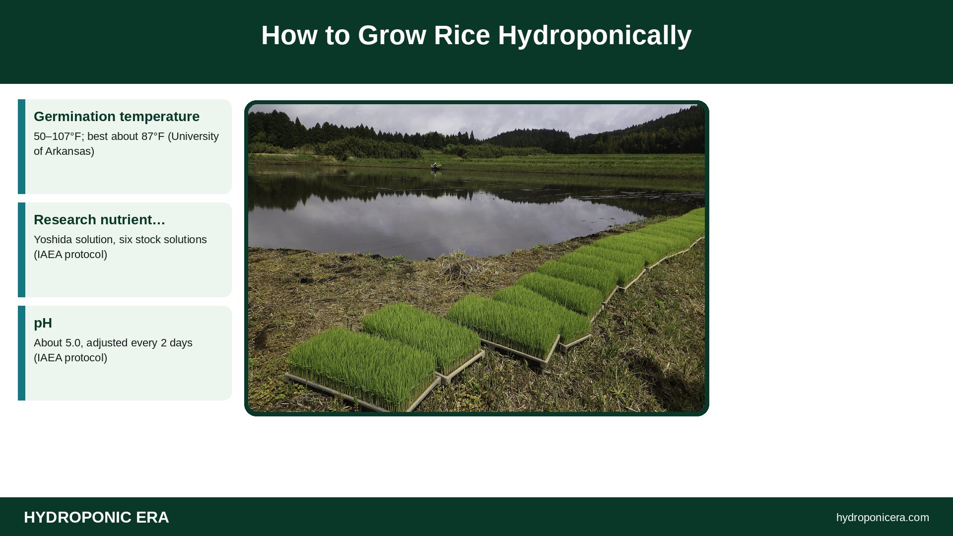 how to grow rice hydroponically — How to Grow Rice Hydroponically