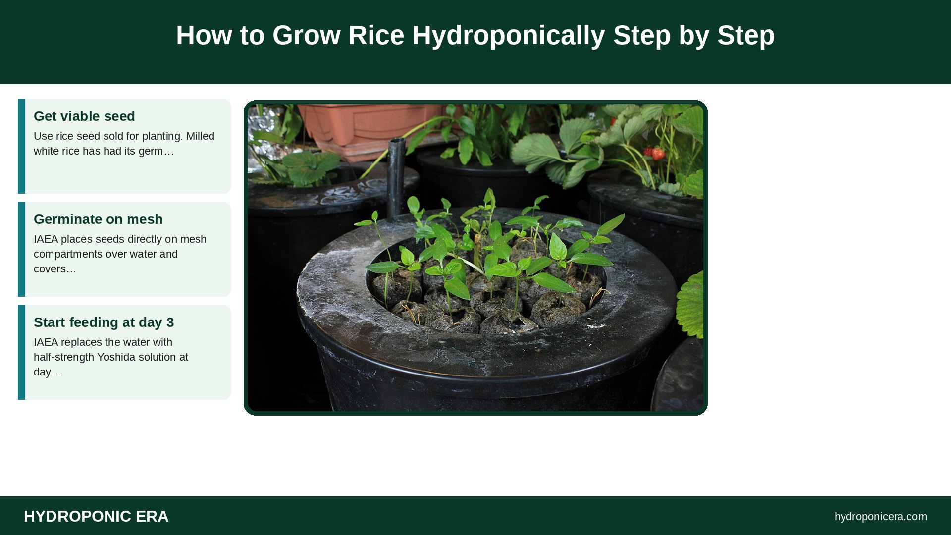 how to grow rice hydroponically — How to Grow Rice Hydroponically Step by Step