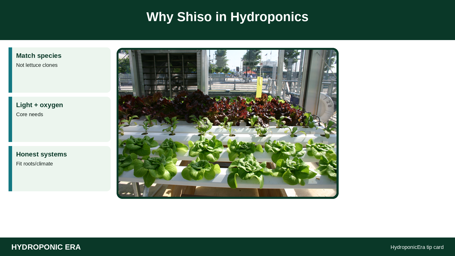 Why Shiso in Hydroponics — HydroponicEra tip card graphic