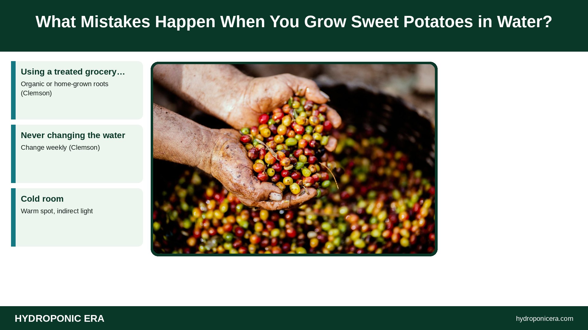 how to grow sweet potatoes in water — What Mistakes Happen When You Grow Sweet Potatoes in Water?