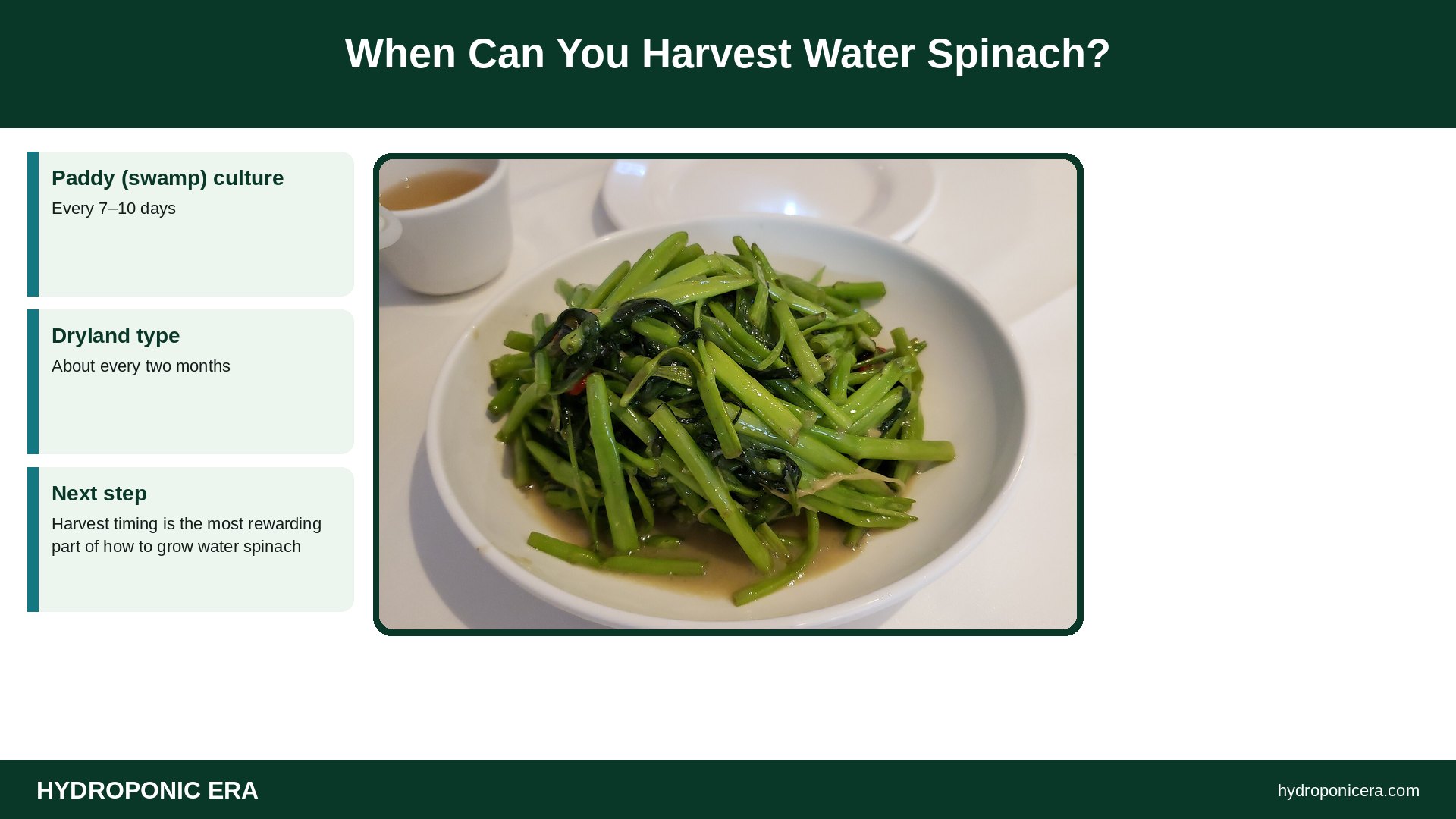 how to grow water spinach — When Can You Harvest Water Spinach?
