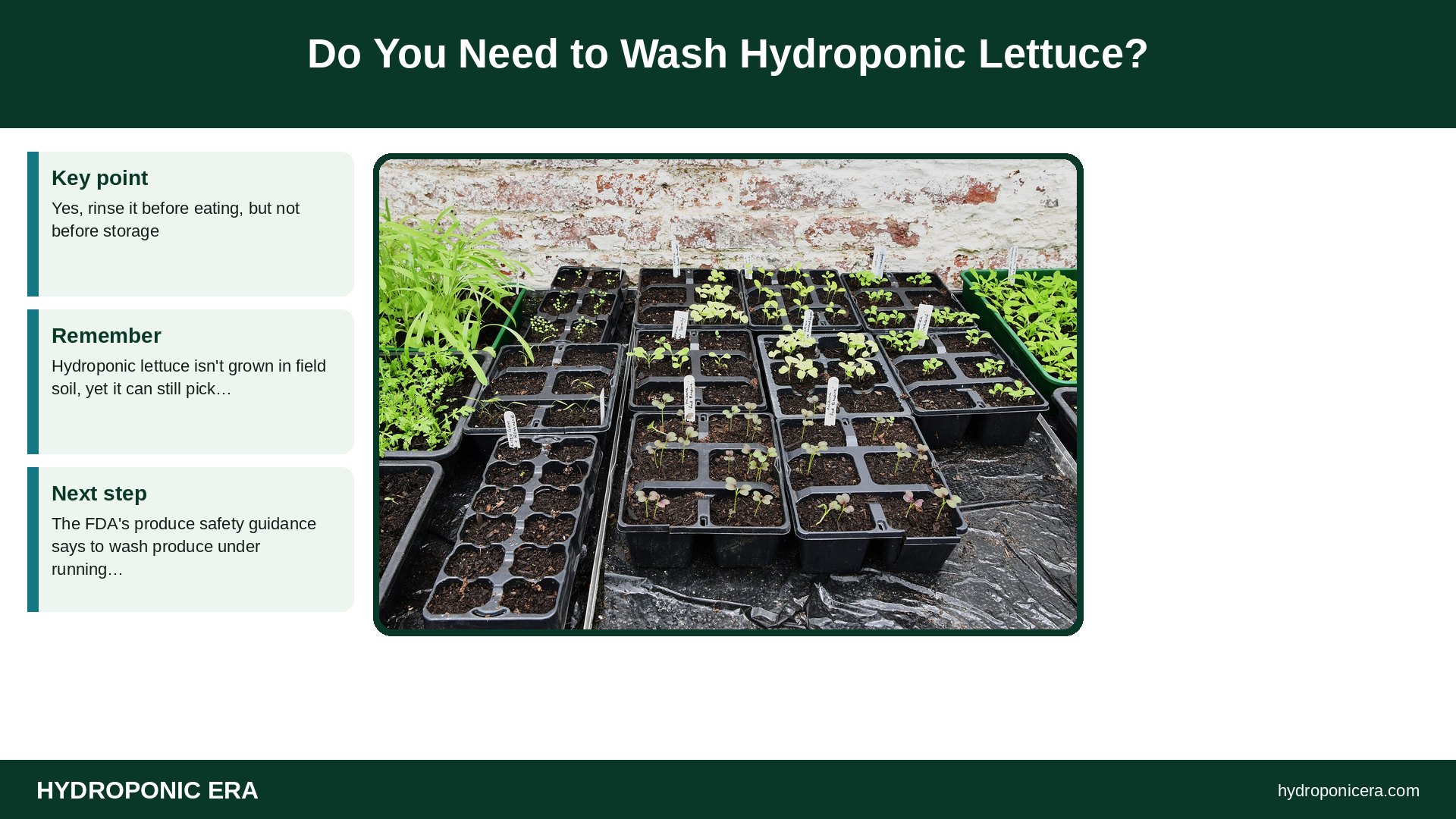 how to store hydroponic lettuce — Do You Need to Wash Hydroponic Lettuce?