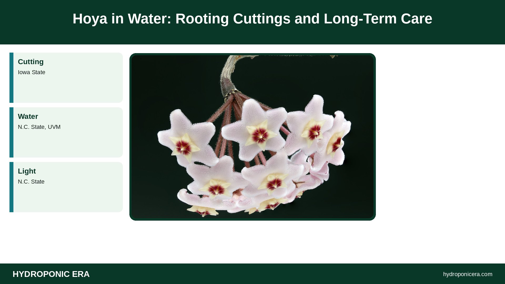 hoya in water — Hoya in Water: Rooting Cuttings and Long-Term Care