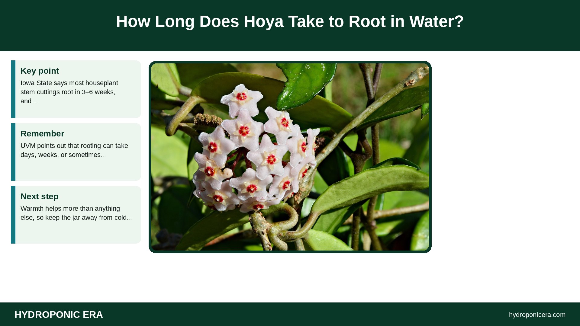 hoya in water — How Long Does Hoya Take to Root in Water?