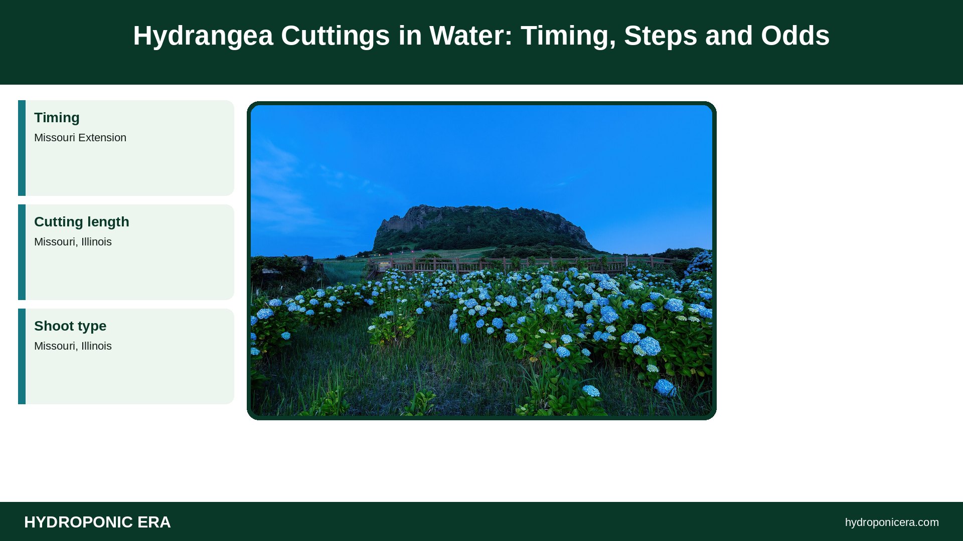 hydrangea cuttings in water — Hydrangea Cuttings in Water: Timing, Steps and Odds