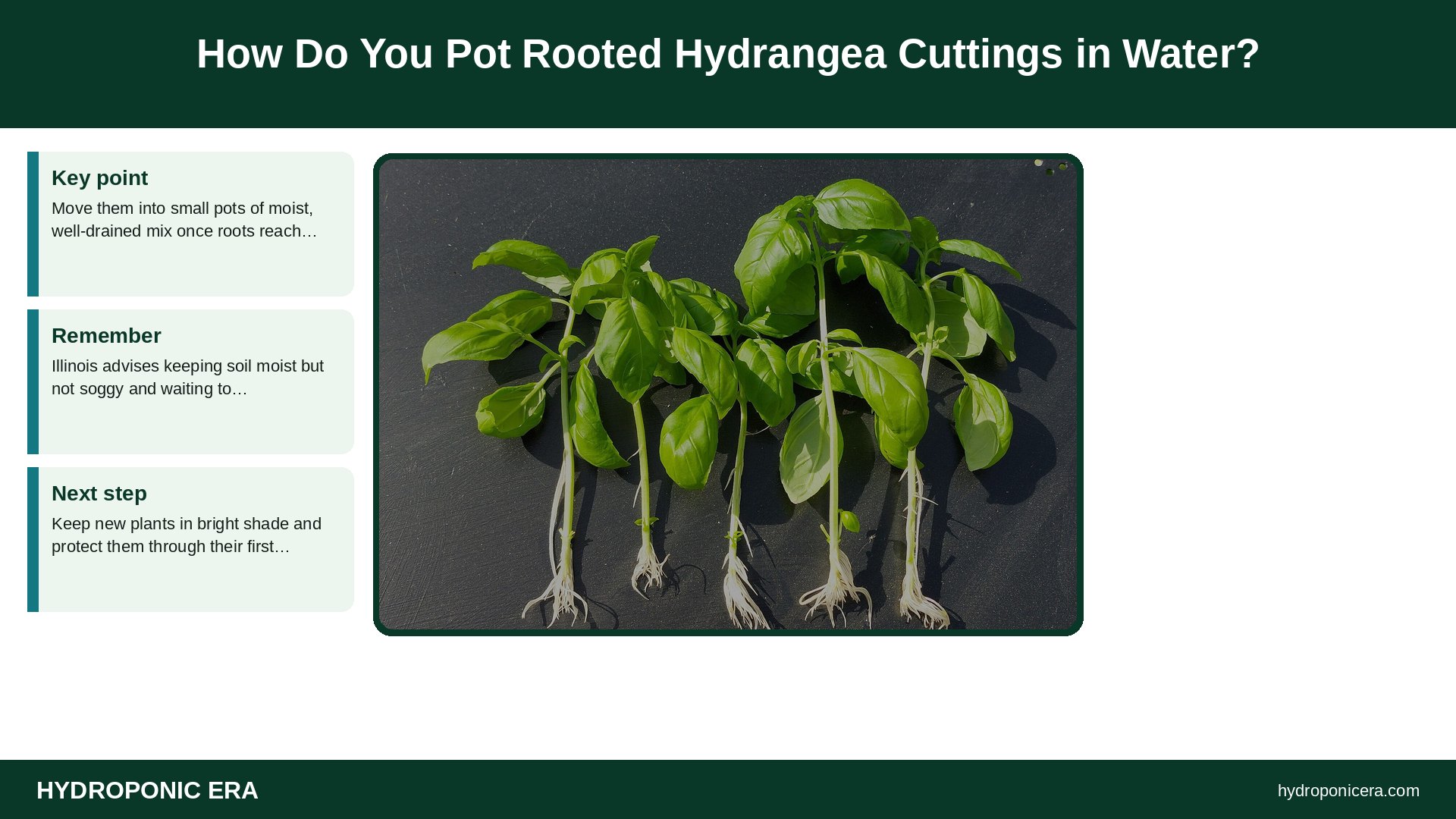hydrangea cuttings in water — How Do You Pot Rooted Hydrangea Cuttings in Water?