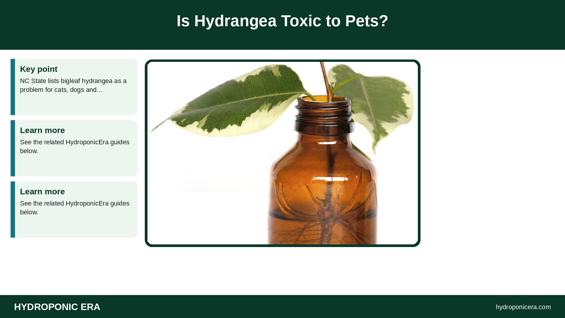 hydrangea cuttings in water — Is Hydrangea Toxic to Pets?