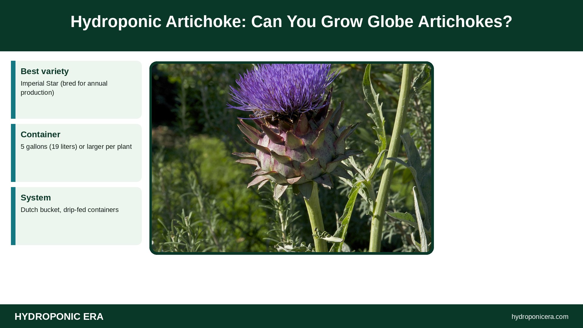 hydroponic artichoke — Hydroponic Artichoke: Can You Grow Globe Artichokes?
