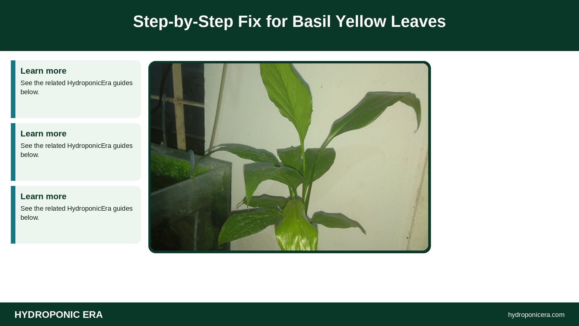 basil yellow leaves — Step-by-Step Fix for Basil Yellow Leaves
