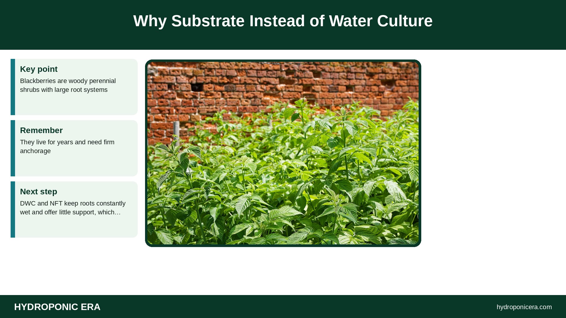 hydroponic blackberries — Why Substrate Instead of Water Culture