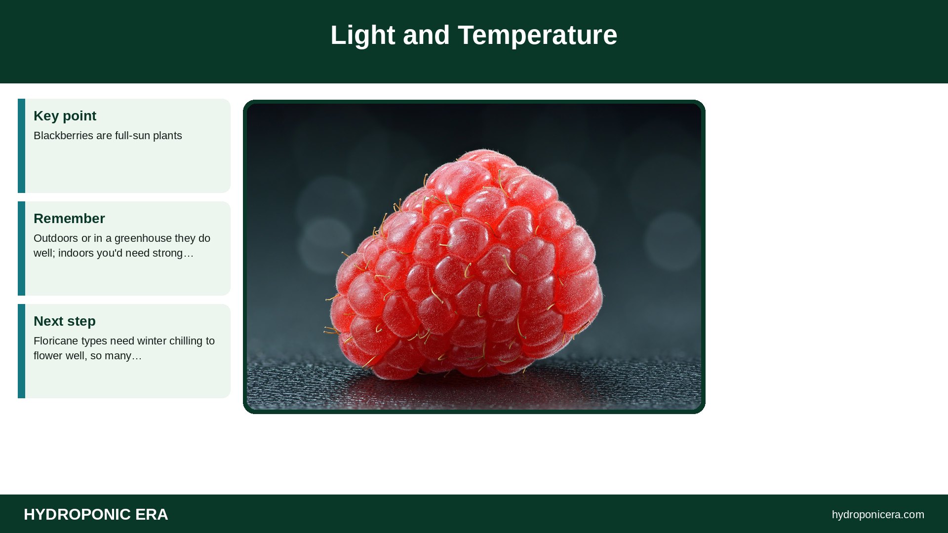 hydroponic blackberries — Light and Temperature