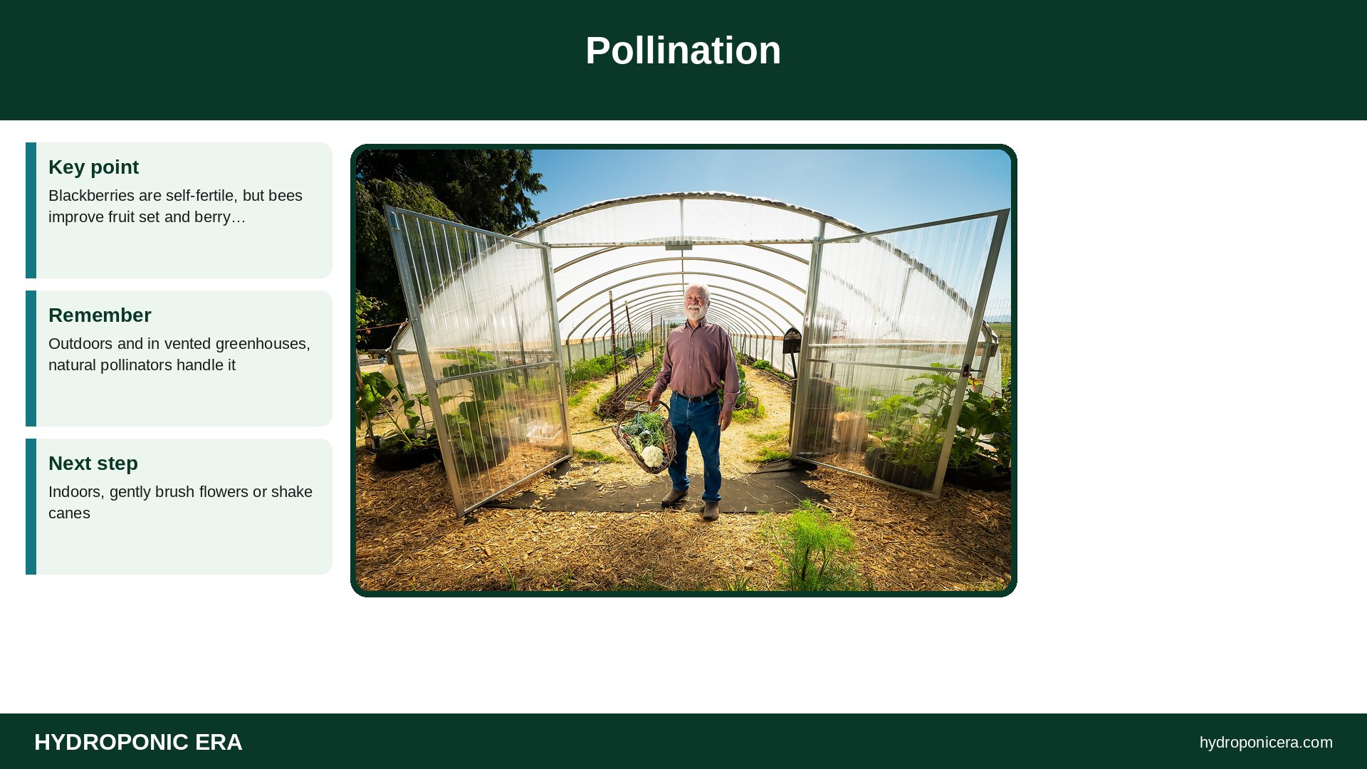 hydroponic blackberries — Pollination