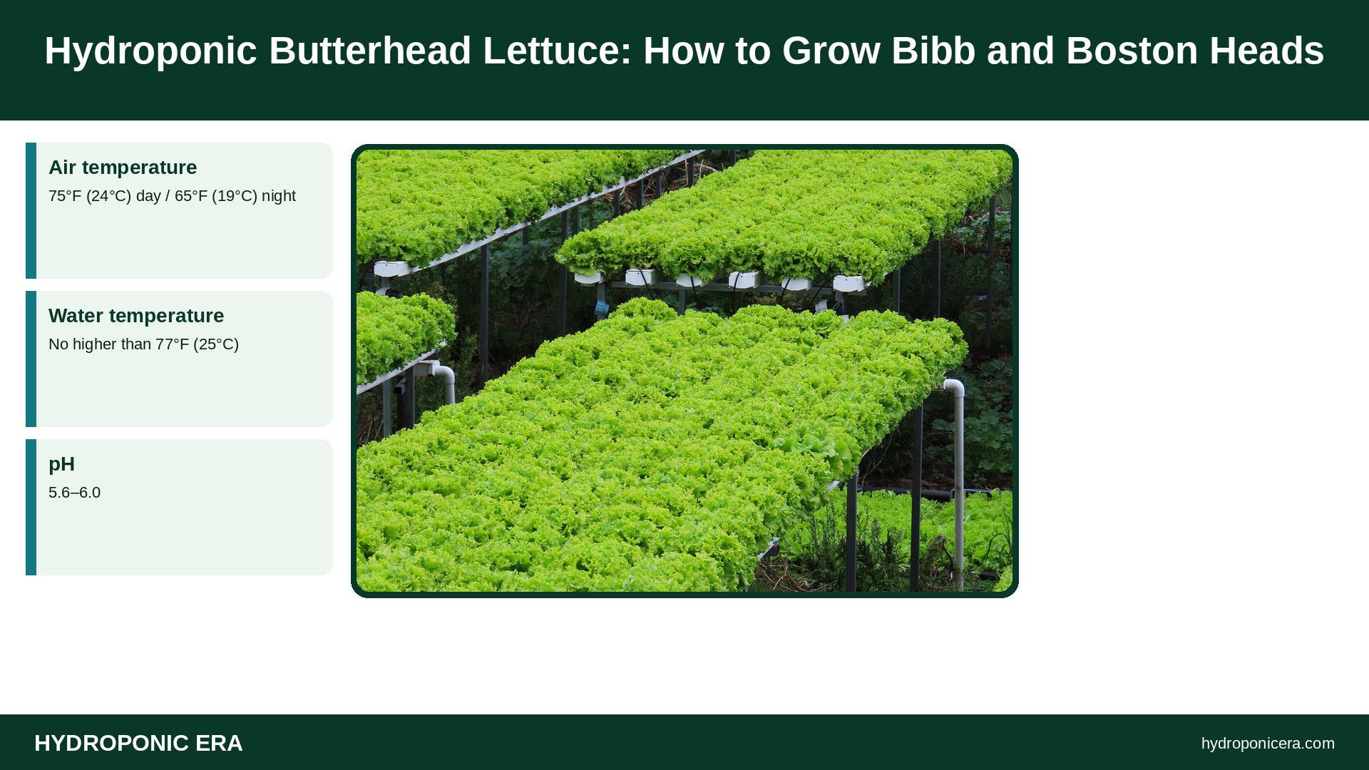 hydroponic butterhead lettuce — Hydroponic Butterhead Lettuce: How to Grow Bibb and Boston Heads
