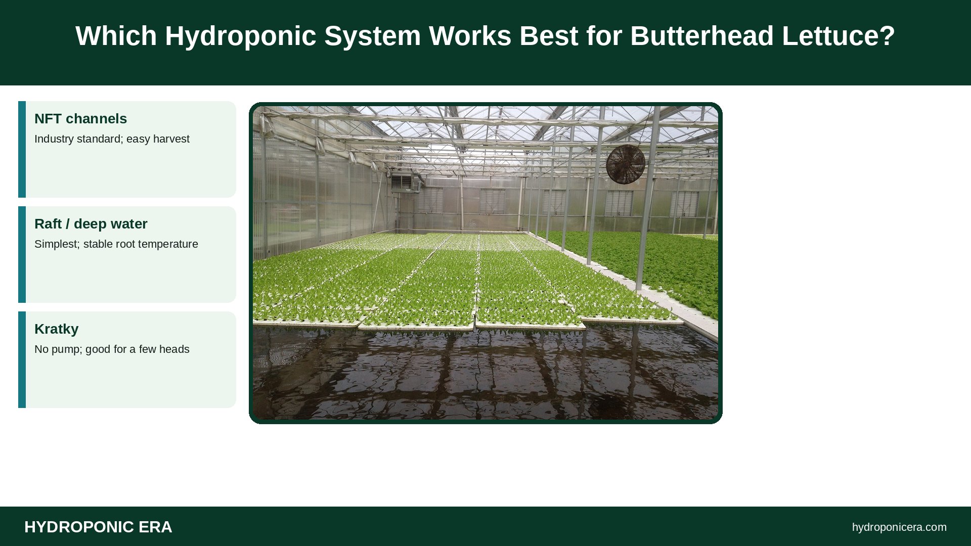 hydroponic butterhead lettuce — Which Hydroponic System Works Best for Butterhead Lettuce?