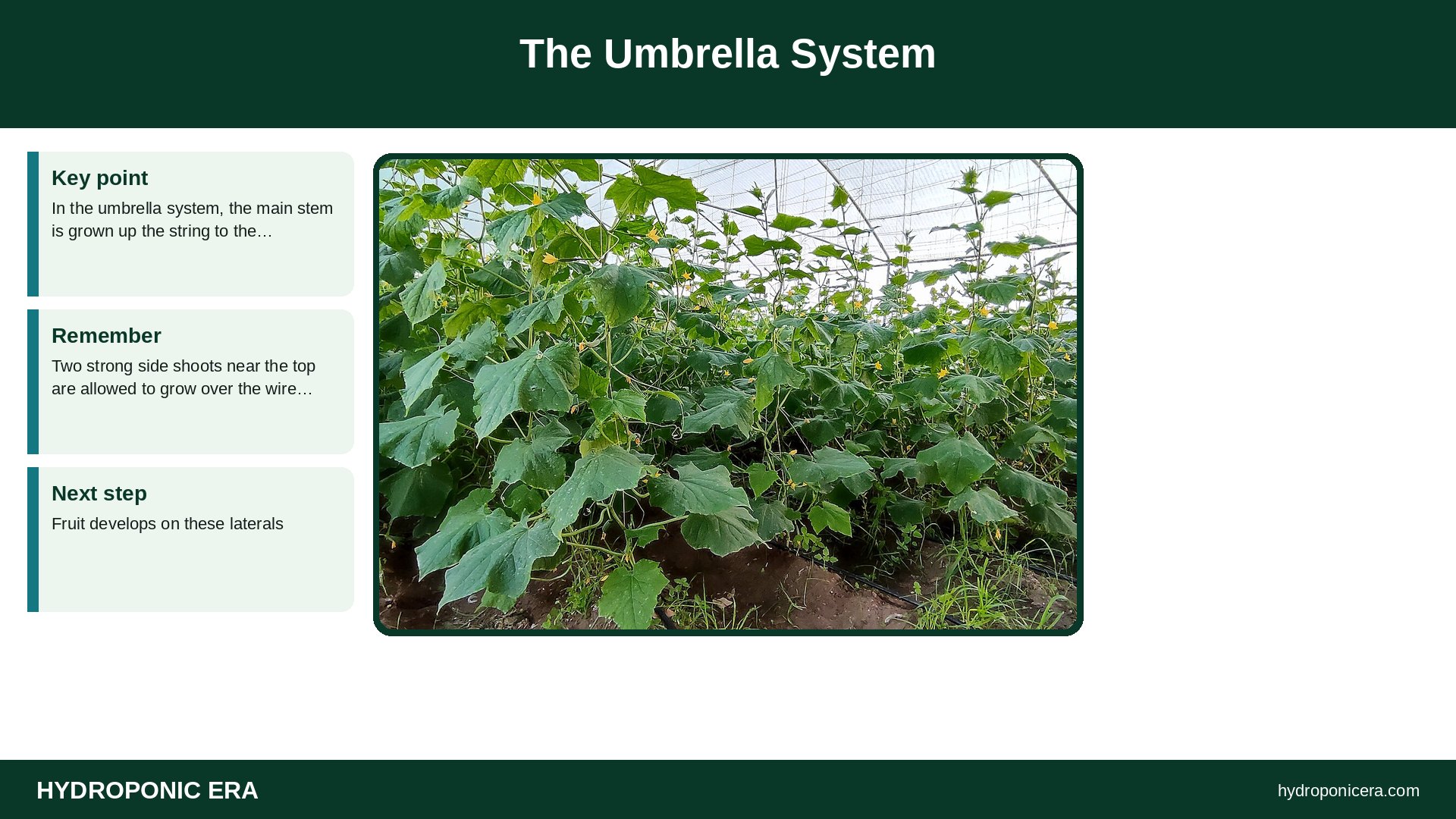 hydroponic cucumber trellis — The Umbrella System