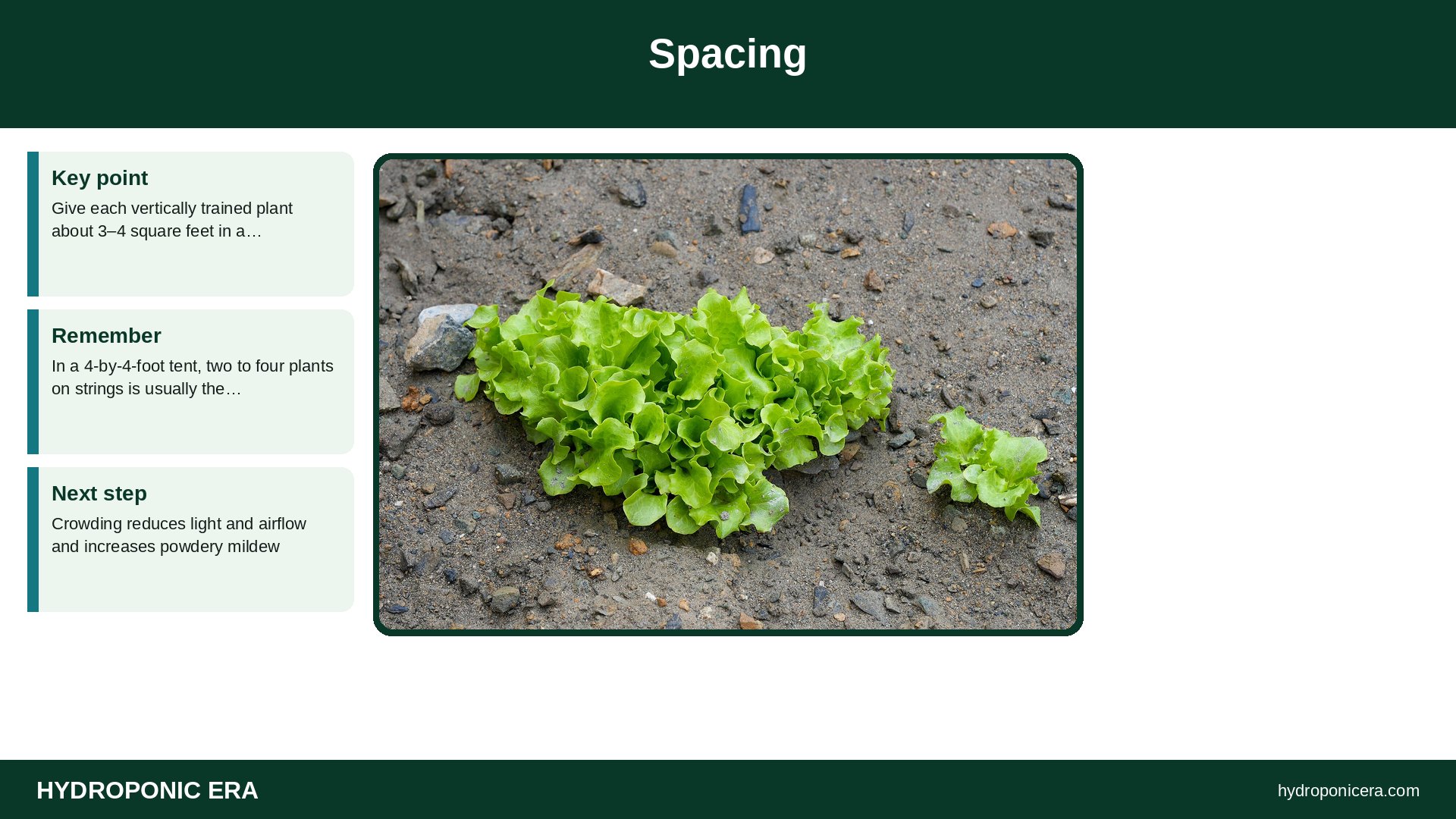 hydroponic cucumber trellis — Spacing