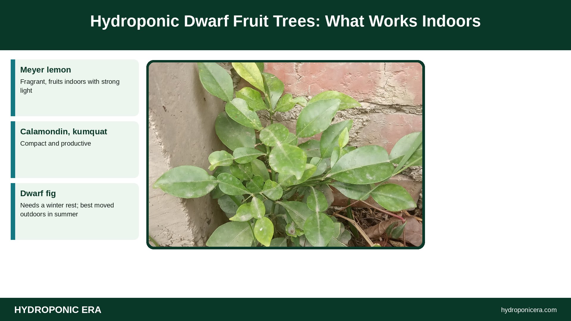 hydroponic dwarf fruit trees — Hydroponic Dwarf Fruit Trees: What Works Indoors