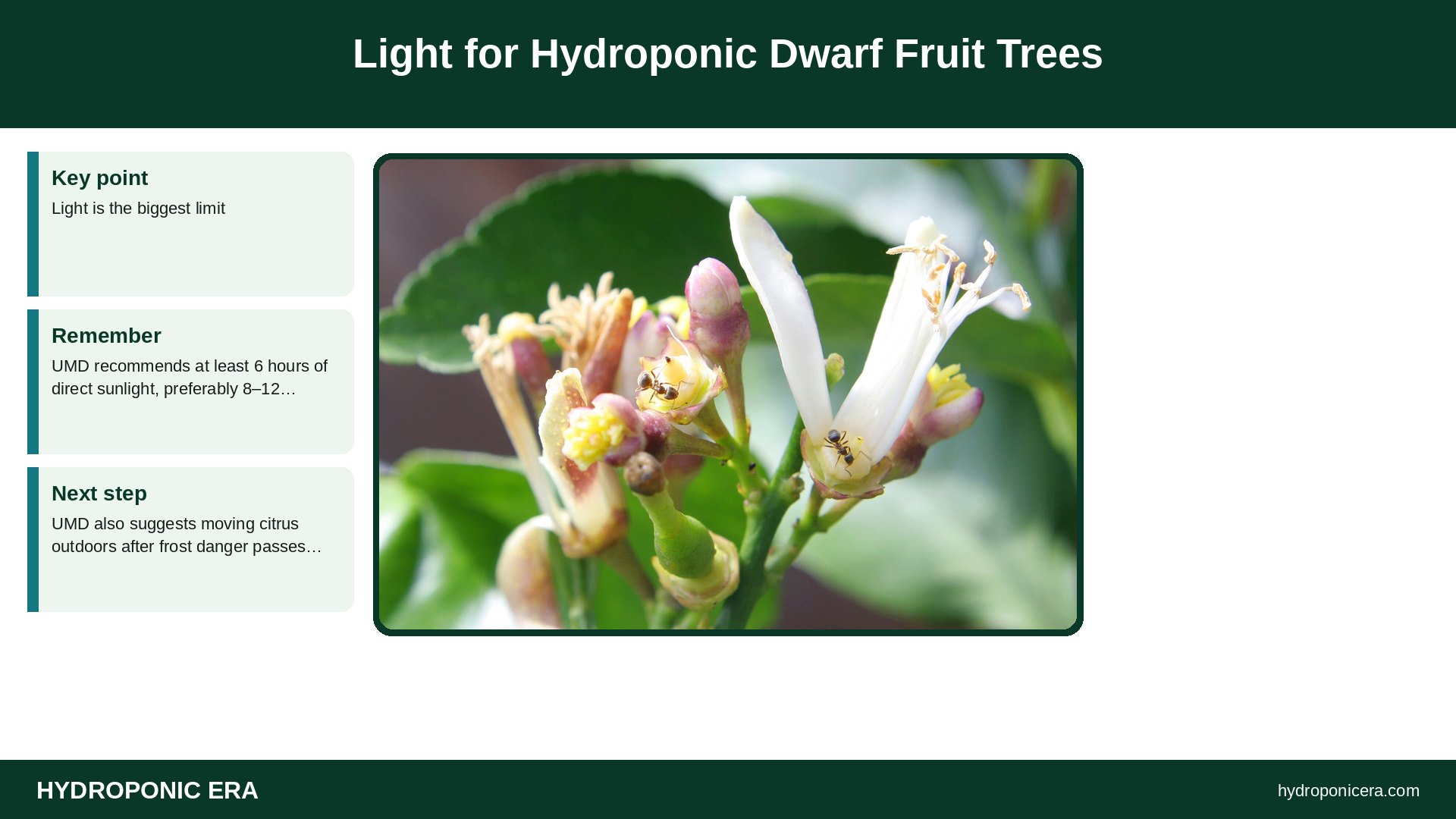 hydroponic dwarf fruit trees — Light for Hydroponic Dwarf Fruit Trees