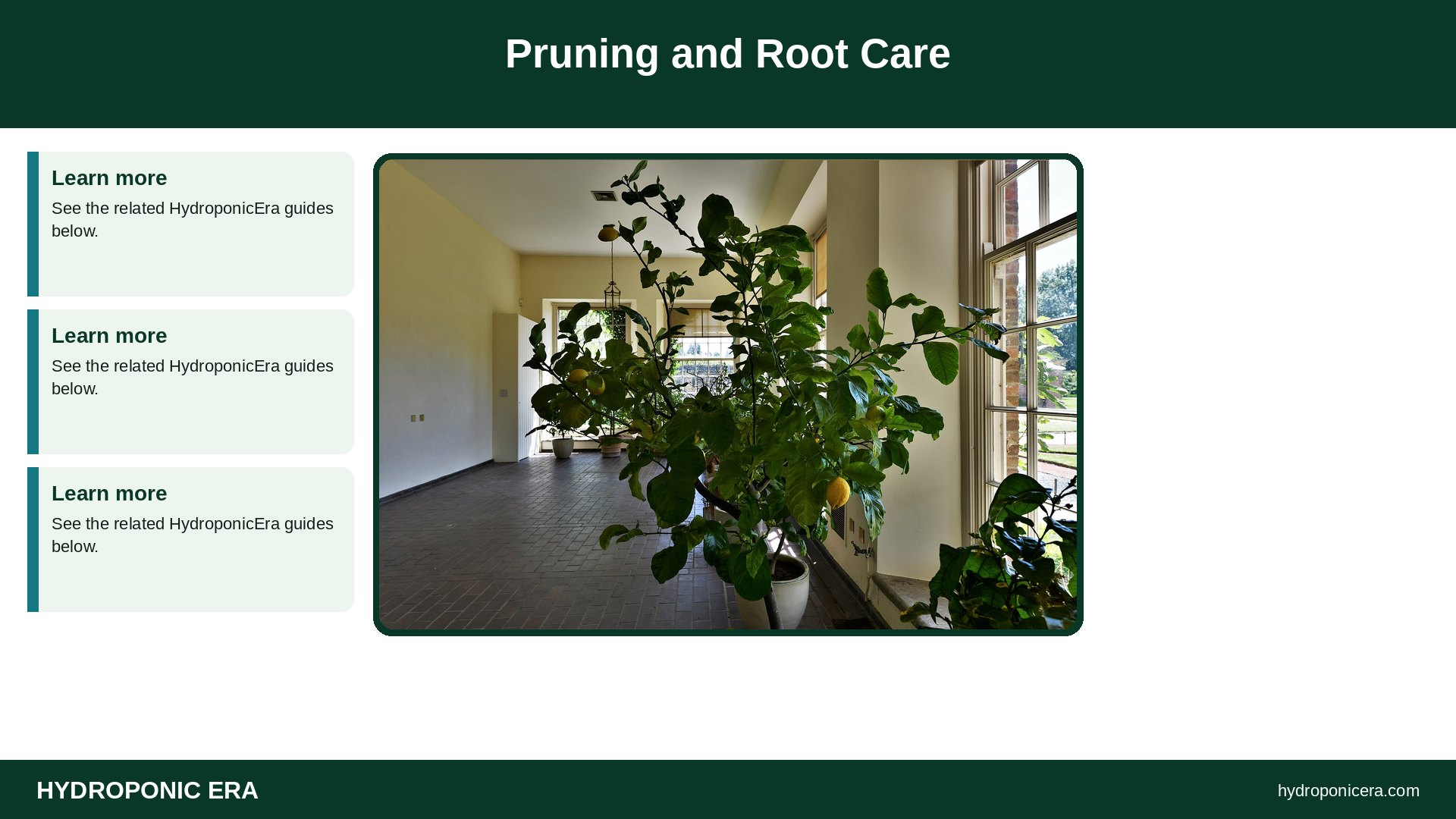 hydroponic dwarf fruit trees — Pruning and Root Care