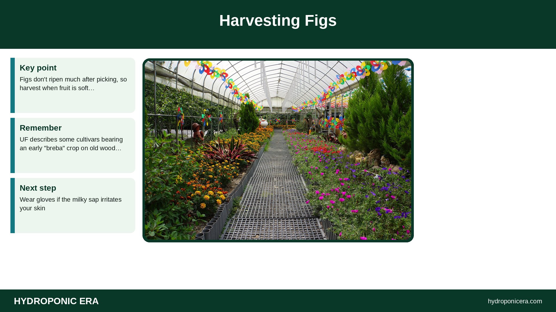 hydroponic fig tree — Harvesting Figs