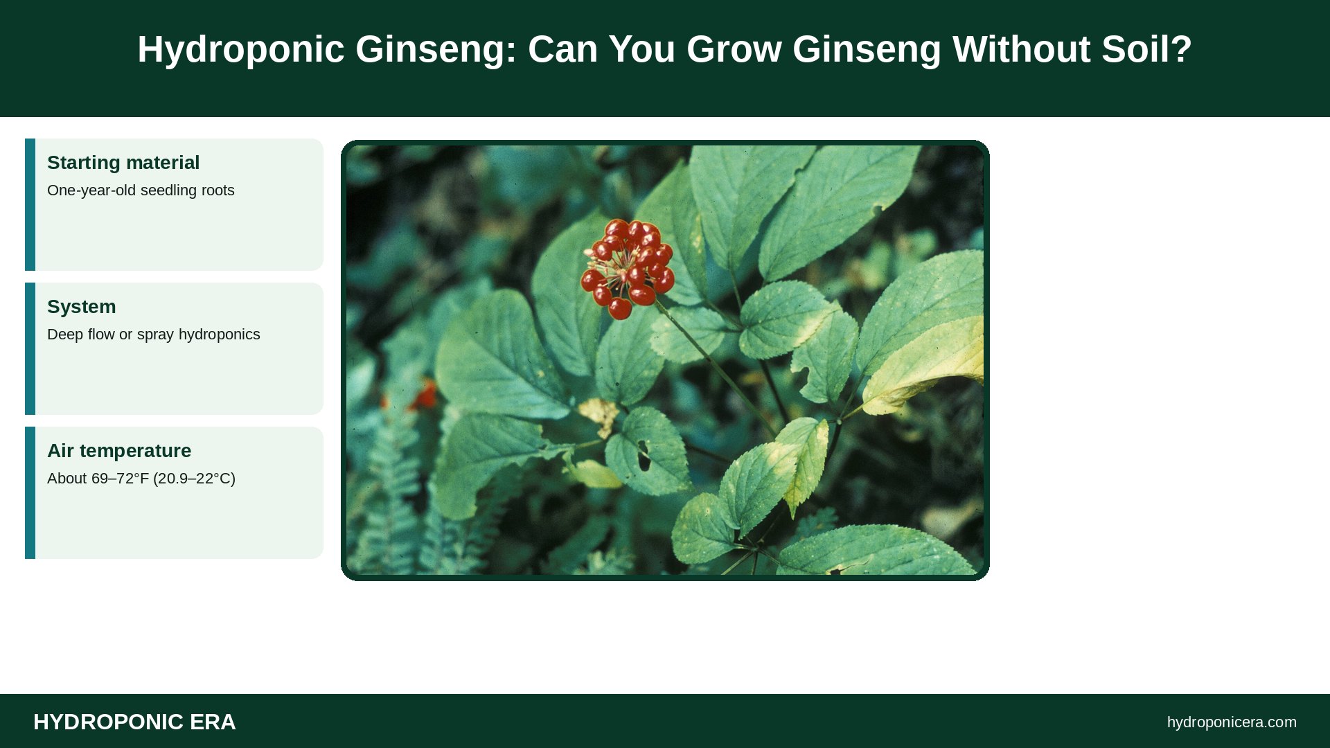 hydroponic ginseng — Hydroponic Ginseng: Can You Grow Ginseng Without Soil?