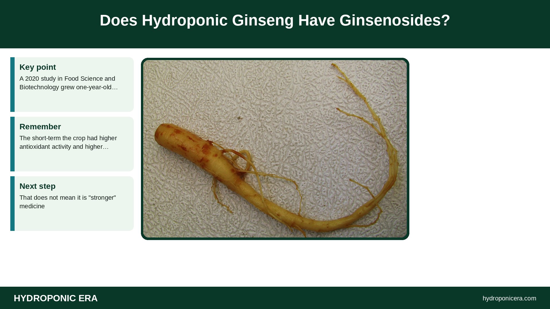 hydroponic ginseng — Does Hydroponic Ginseng Have Ginsenosides?
