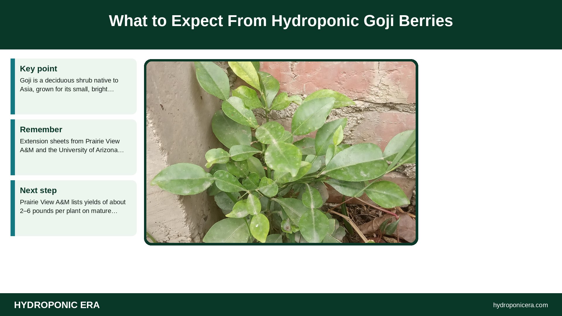 hydroponic goji berries — What to Expect From Hydroponic Goji Berries